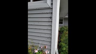 Quick way to get rid of boxelder or elderwood bugs [upl. by Torrie220]