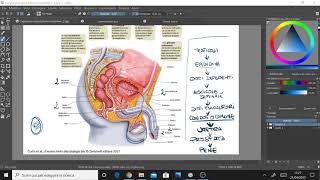 Scienze  Lapparato riproduttore maschile  III C [upl. by Airdnax]