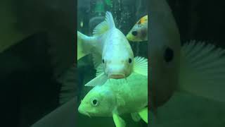 Big Koi Carp Fish  Milky White Koi Fish [upl. by Simsar]