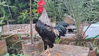 Adorable rooster crowing rooftop [upl. by Notsreik]