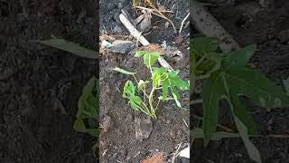 How to Grow Papaya papaya papayatree [upl. by Yeaton]