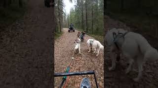 Husky ride in Rovaniemi  October 2024 [upl. by Uaerraj548]