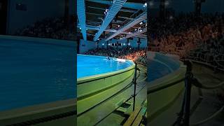 Dolphin 🐬 show [upl. by Akimehs]