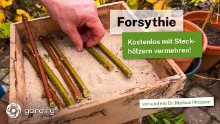 Forsythien im Herbst vermehren So einfach geht’s – Gratis Blütensträucher für deinen Garten [upl. by Abernon]