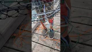 crabbing crabnet jettyfishing viralvideo [upl. by Nahs]