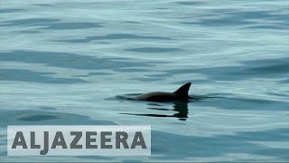 Saving the almost extinct vaquita porpoise [upl. by Schriever]