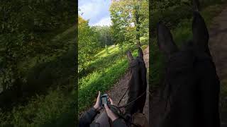 Quelle a été votre aventure la plus folle  🤔✨ horse alsace cheval shorts chevaux [upl. by Charity]