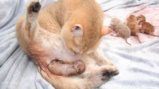 Cat giving birth to 4 beautiful kittens [upl. by Idnyl]