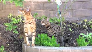 Outdoor Cat Chatter romancing a bird up close [upl. by Aisac849]