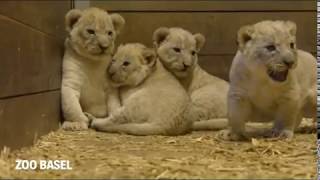 Vier Löwenbabys im Zoo Basel geboren [upl. by Guendolen]