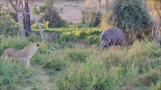 Hippo alone gets confronted by a pride of lions [upl. by Jude]