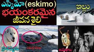 ఎస్కీమో భయంకరమైన జీవన శైలి  Unknown Facts About Eskimos amp Their Life Style  News Mantra [upl. by Haeli]