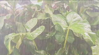 relaxing sound of rain falling on leaves improve sleep quality [upl. by Koerner]