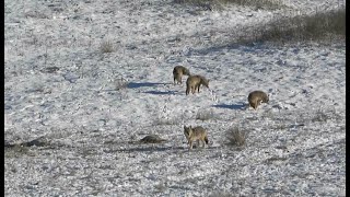 Coyote Hunting Suppressed COYOTES EVERYWHERE 2024 [upl. by Shirk]