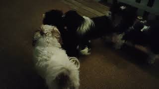 Shih Tzu Zone Evening playtime [upl. by Swan703]