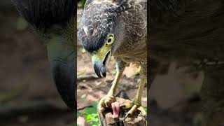 Hawk Eagle Owl Wildlife Animal EagleHawkOwl hawk vs snake Owl vs snake fight Eagle Vs Snake [upl. by Enitsirhc]