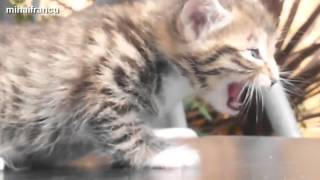 Funny Cats and Kittens Meowing Compilation 2014 HD [upl. by Ysak]