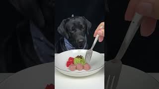 When food smells too good for Labrador to wait Cute pet debut plan The daily life of a silly dog [upl. by Messing]