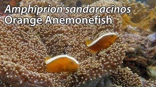 Orange Anemonefish Amphiprion sandaracinos Stock Footage  4k UHD 3840x216030p [upl. by Eillat]