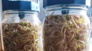 Growing Sprouts in Mason Jars [upl. by Zindman]