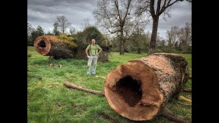 Cortando Un Árbol Gigante  Giant Oak Tree [upl. by Onateag]