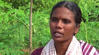 Intercropping in drumstick cultivation  Natural Farming method  Guntur [upl. by Gwenny]