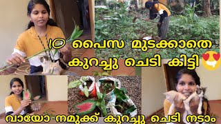 പറമ്പിന്ന് കുറച്ചു ചെടി കിട്ടിയല്ലോ😍Zero Cost Plant Hunting Malayalammy indoor plant collection [upl. by Dnumsed]