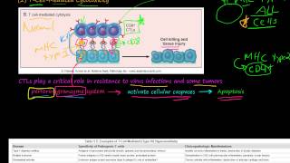 82P TCellMediated Cytotoxicity TCellMediated Type IV Hypersensitivity [upl. by Nolra]