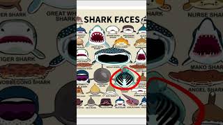 SHARK FACESBASKING SHARKpart2 shortvideos sharks baskingshark scary [upl. by Byler]