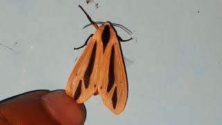 Creatonotos gangis [upl. by Arabella]