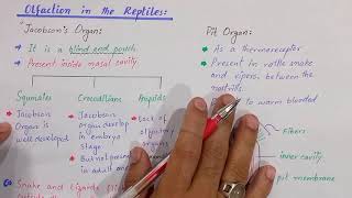 olfaction in reptiles  Olfactory system  Jacobsons organ  Class reptilia  Class Bsc zoology [upl. by Ahsineg]