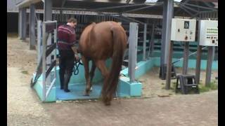 hoefbevangen paard in revalidatie bij Health 4 Horses wmv [upl. by Arotal]