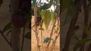 Jaboticaba fruits in SS EXOTICS jaboticaba telangana [upl. by Ahsirt]