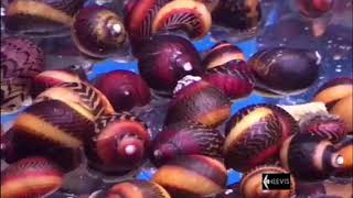 Snails Slakken in het aquarium Neritina Vittina Waigiensis zoetwaterslakken bij Heevis [upl. by Furr]