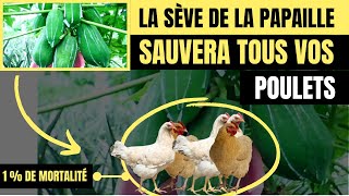 Voici comment FAIRE PRENDRE DU POIDS AUX POULETS Avec la serve de papaye [upl. by Annav]