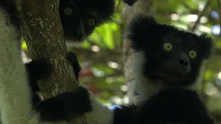 Cute Jumping Indri Lemurs  Madagascar  BBC Earth [upl. by Haeckel]