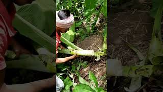 Adivasi a Jadi buti trendingshorts youtubeshorts viralshorts adivasi [upl. by Stig]