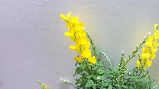 エニシダの開花（花の開花＃614） Flowering Cytisus scoparius Timelapse [upl. by Nosahc]