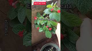 Hidroponik Everyday 17 Agustus 2024gardeningorganicpesticide hydroponic episcia cupreata [upl. by Gilleod]