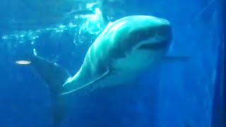 Great white shark survives just three days in captivity Mammoth 3000pound shark  Compilation [upl. by Anaynek]