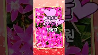 꽃물 정동원 plant pentas lanceolata 펜타스란체올라타 감성힐링tv [upl. by Medorra]