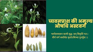 Astavargaच्यवनप्रास की अमूल्य औषधि अस्टवर्ग  Ayurveda Amrutam [upl. by Licko]