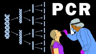 PCR  POLYMERASE CHAIN REACTION [upl. by Nidla]