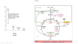 urea cycle 2 hyperammonemia hiperamonemia biochemistry bioquímica [upl. by Habeh338]