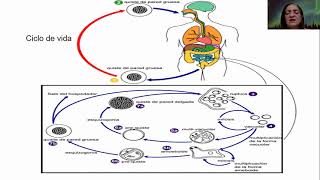 Clase Tutorial del parásito Blastocystis sPP por la maestra Ramona A Hernández T [upl. by Clarisa]
