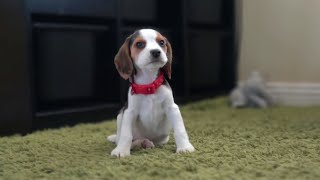 Cute beagle puppy from 8 weeks to 3 months [upl. by Negem172]