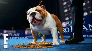 2022 National Dog Show Meet This Years BEST IN SHOW  E News [upl. by Aieki]