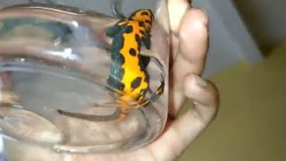 Unboxing Fire Belly Salamander amphibi [upl. by Akinal180]