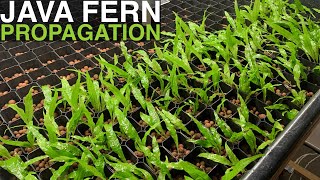 Java Fern Propagation  168 Plants in Two Minutes [upl. by Nahaj]