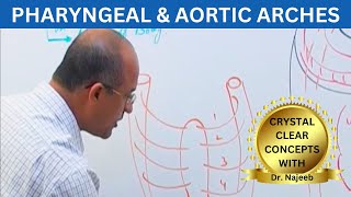 Pharyngeal and Aortic Arches  Embryology🩺 [upl. by Nosimaj]